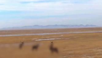 内蒙古：马背警队偶遇300多只野生马鹿