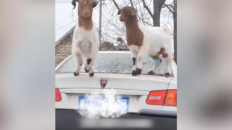 两只小羊跳上车顶“蹦迪”，车内女生：好像在拜年