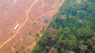 超三分之一亚马孙雨林退化，是之前估计的两倍