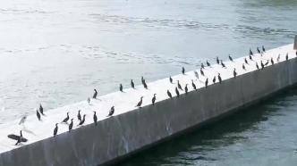 济源黄河湿地迎来大批越冬候鸟