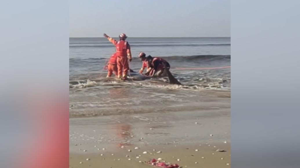 消防员帮助搁浅的鲸鲨宝宝顺利回归大海