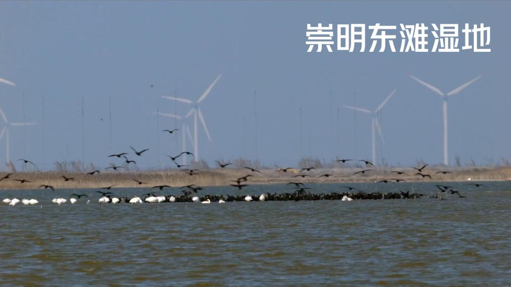 世界湿地日，在上海“云观看”崇明东滩湿地风光