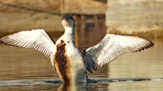 一只落脚市中心公园的罕见鸟，死于海洋油污