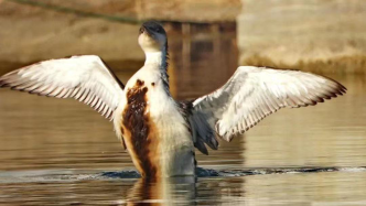 上海世纪公园黑喉潜鸟已死亡，或因油污导致失温中毒