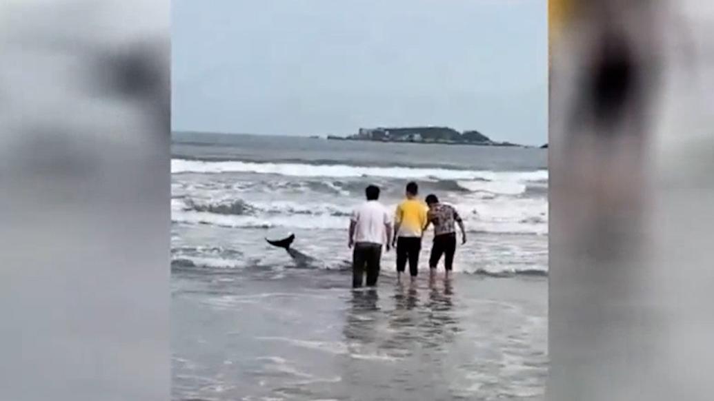 海豚受伤搁浅沙滩，海警用船送回大海