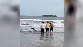 海豚受伤搁浅沙滩，海警用船送回大海