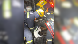 消防员火场救出一窝“本命年”的兔兔
