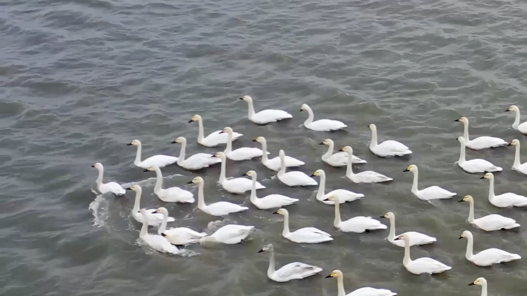 安徽铜陵湿地公园，迎来数百只越冬天鹅