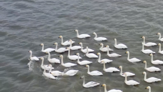 安徽铜陵湿地公园，迎来数百只越冬天鹅