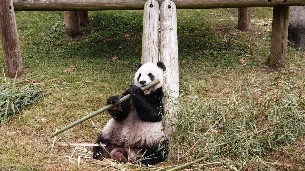 25岁旅美大熊猫“乐乐”离世，死因“尚未确定”