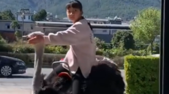 云南小女孩骑鸵鸟上学，网友：知道云南人的交通工具了吧