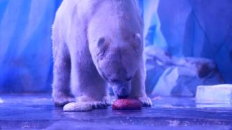 瑞兽闹元宵，游客为北极熊特制两种巨型“团圆”八宝元宵