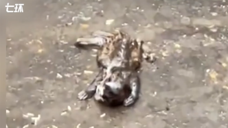 幼猴死亡被网友拍下，温州动物园称将加强幼仔护理和饲养管理