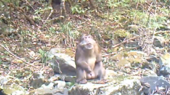 湖南炎陵发现国家二级保护动物藏酋猴