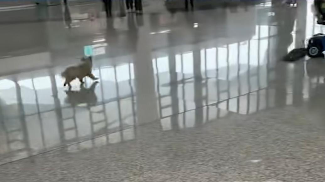 机场回应“小狗在大厅奔跑”：已被爱心人士领养