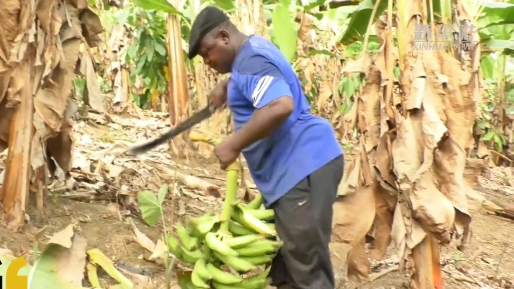 喀麦隆农民收获大蕉忙，每日可采摘350串