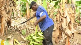 喀麦隆农民收获大蕉忙，每日可采摘350串