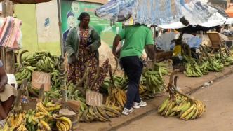 喀麦隆：农民收获大蕉忙