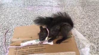 重庆警方培训出全国第一批6只缉毒松鼠，即将上岗