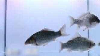 80余根细刺被去尽，无刺喜头鱼要来了