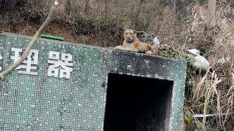 宁波一村民报警称发现老虎，民警到场发现系大型毛绒玩具