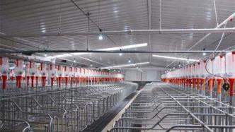 天邦食品：1月商品猪销售收入5.46亿，环比降38.7%