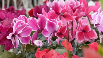 新疆和田花卉市场春意浓浓