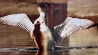 世纪公园里因海洋油污没了气息的黑喉潜鸟，将在上海自博馆“展翅”