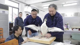 因油污致死的黑喉潜鸟在上海自博馆成为标本，定格在展翅瞬间