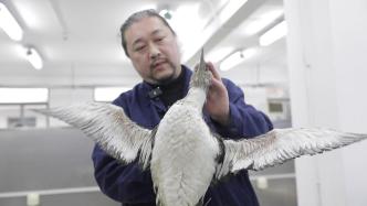 因海洋油污没了气息的黑喉潜鸟，在上海自博馆再“展翅”