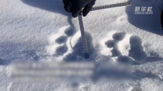 饶河边境雪地上东北虎脚印清晰可见