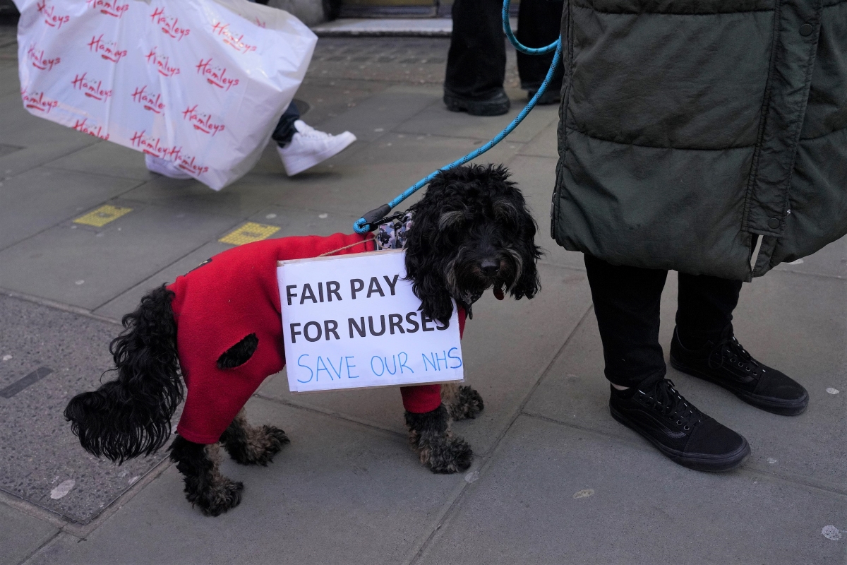 当地时间2023年1月18日，英国伦敦，罢工的护士带着小狗在伦敦市中心游行。