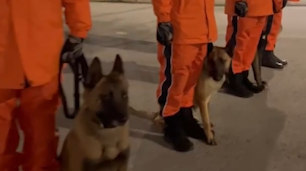4只搜救犬随中国救援队赴土耳其参与国际救援