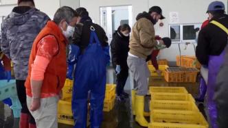放射性物质超标，日本福岛县暂停海鲈鱼上市