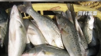 日本福岛鲈鱼放射性物质超标暂停上市