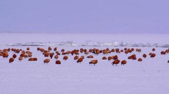 五千多只赤麻鸭“相约”中国最大内陆淡水湖
