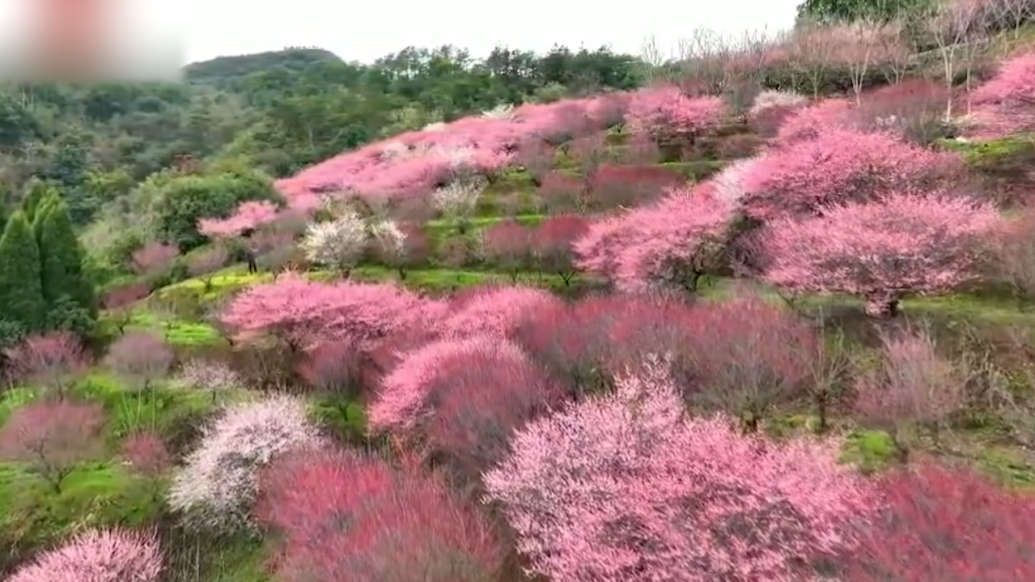 温州茶园3000余株梅花盛开