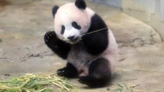 “熊猫香香”商标被抢注，在日出生的大熊猫“香香”快回国了