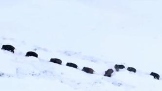 新疆野猪在雪中列队漫步