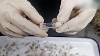 海关在申报为塑料玩具包裹中查获318只活体大头收获蚁