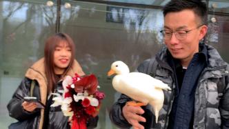 一对新人带宠物鸭去领结婚证：带它一起拍照留念