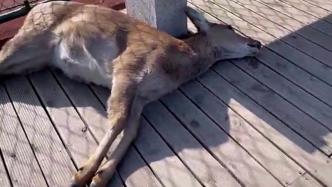 大连一头鹿在公园里死亡，森林公安介入