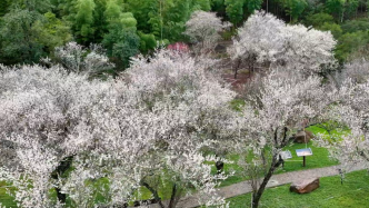 瞰见｜福建建宁：梅花盛开俏枝头