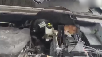 小猫卡在发动机里，车主求助消防