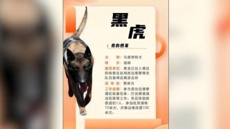 15只警犬憑實力獲得“汪者榮耀”