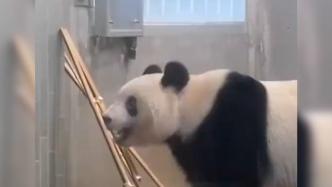 大熊猫香香将于2月21日回国