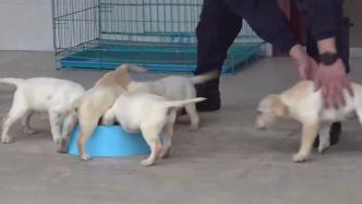 广西南宁铁路公安局警队“萌犬”开始训练
