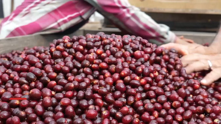 咖啡豆串起中国与萨尔瓦多贸易机遇