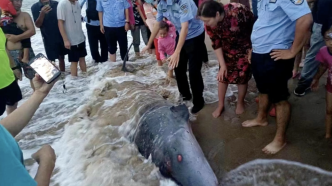 三亚鲸鱼受伤搁浅海滩，现已被送至保育中心接受治疗