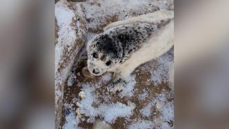 葫芦岛岸边发现野生斑海豹，市民：为了蜕毛